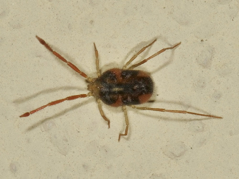 Erythraeidae?